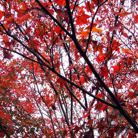Li Jin Kuan Homestay Nanzhuang Buitenkant foto