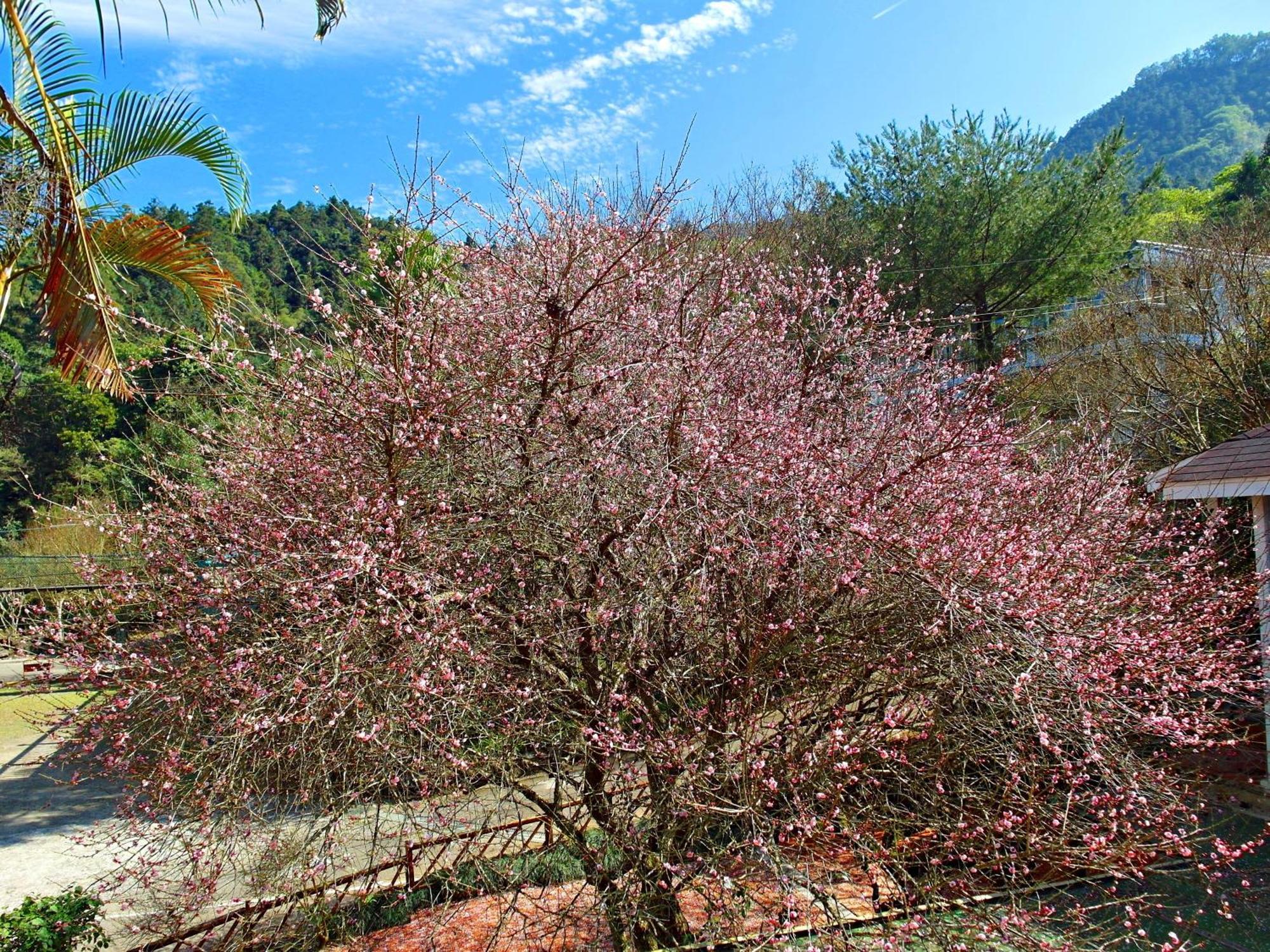 Li Jin Kuan Homestay Nanzhuang Buitenkant foto
