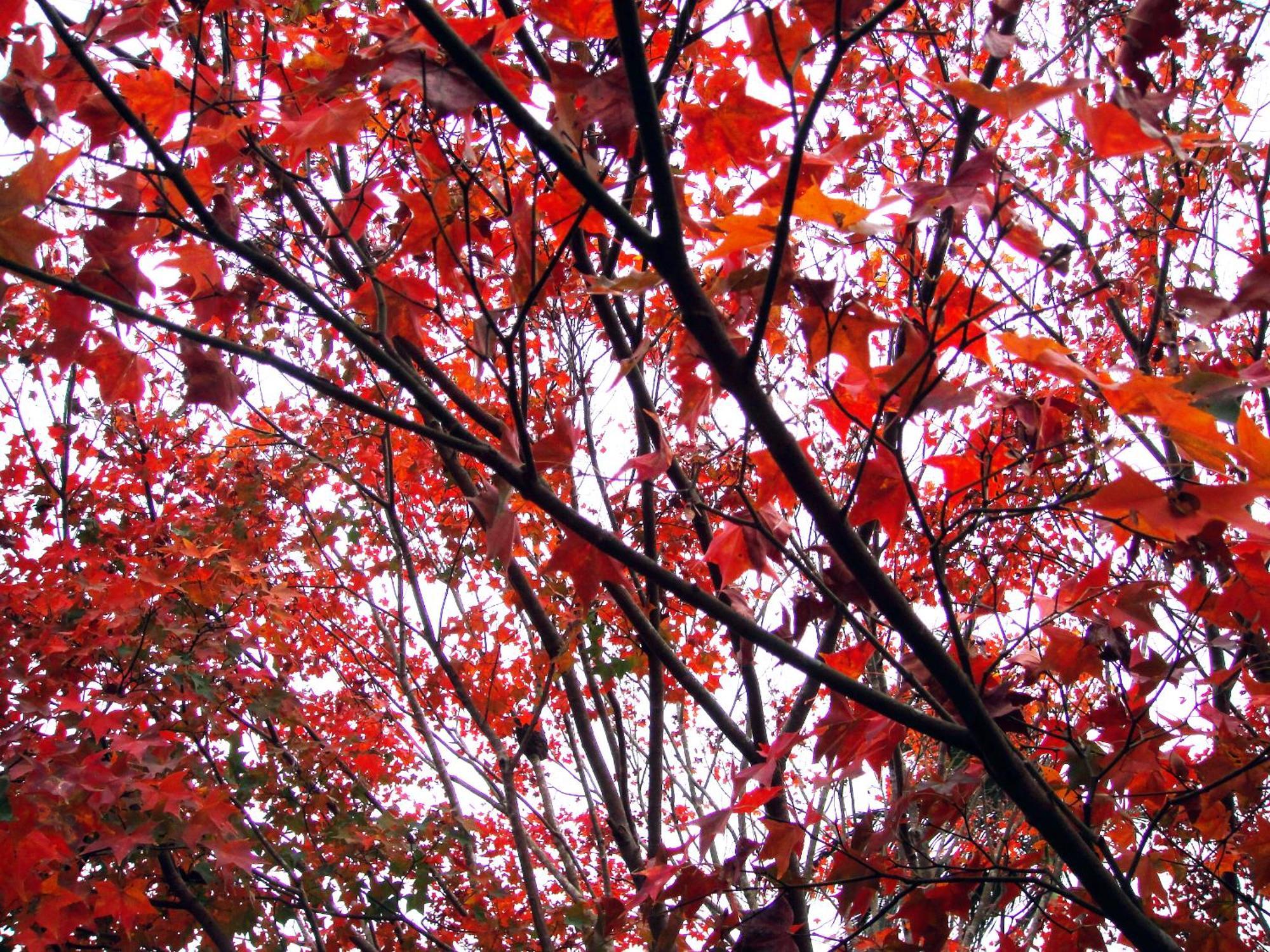 Li Jin Kuan Homestay Nanzhuang Buitenkant foto